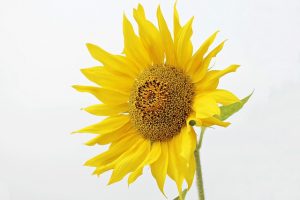 manfaat dan khasiat bunga matahari untuk kesehatan