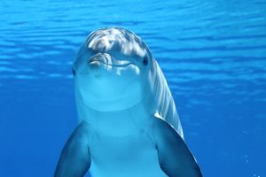 apakah lumba-lumba punya dukun beranak?
