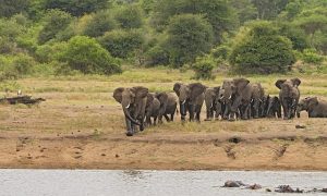 perbedaan antara gajah afrika, gajah asia, dan gajah sumatera