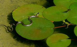 fakta hewan : bagaimana ular bergerak tanpa kaki?