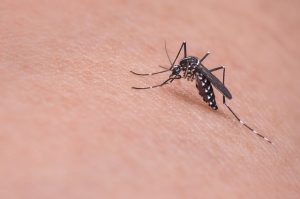 fakta hewan : mengapa nyamuk menggigit dan mengisap darah?
