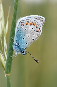 bagaimana warna sayap kupu-kupu terbentuk?
