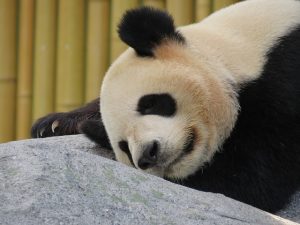 fakta hewan : penyebab panda raksasa terancam punah