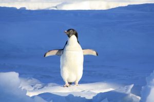 fakta hewan : mengapa penguin tidak bisa terbang?