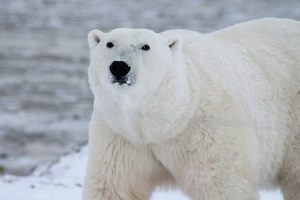fakta hewan : alasan hewan kutub mampu bertahan hidup