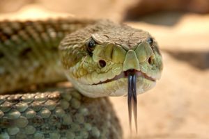 fungsi lidah ular yang bercabang dua