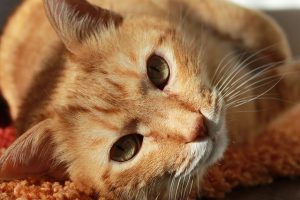 fakta hewan : fungsi kumis pada kucing