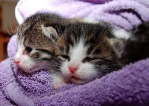 fakta hewan : alasan kucing mengeong, mendengkur, dan mendesis