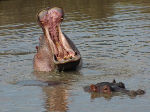 fakta hewan : kuda nil buang angin lewat mulut