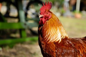fakta hewan : mengapa ayam jantan berkokok di pagi hari?