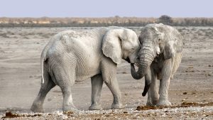 Arti peribahasa gajah bertarung sama gajah, pelanduk mati di tengah-tengah
